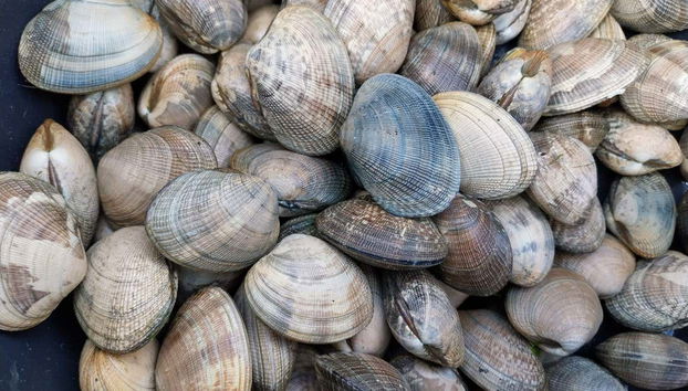 Free tour à la découverte des fruits de mer de Villagarcía de Arosa - Photo 3