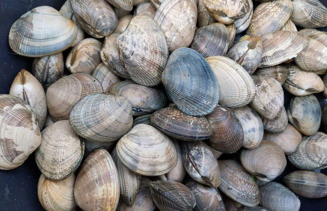 Free tour de las mariscadoras de Villagarcía de Arosa - Foto 3