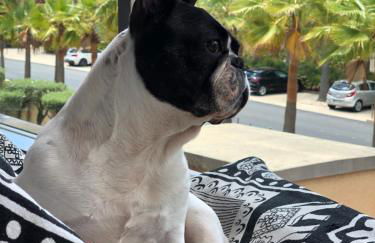 Herdade dos Salgados Beach apartment - Foto 28