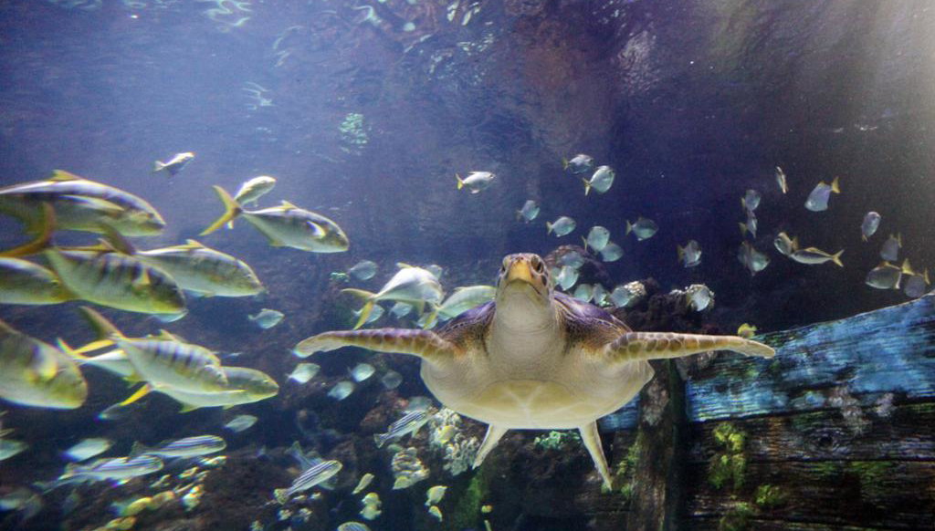 SEA LIFE Timmendorf - Eintrittskarte - Foto 2