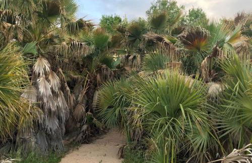 CASA RURAL EN BOSQUE DE PALMERAS - Foto 27