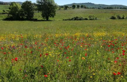 Agriturismo cavallin del papa - Foto 4