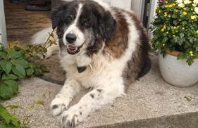 Ferienhaus mit Minibauernhof - Photo 30