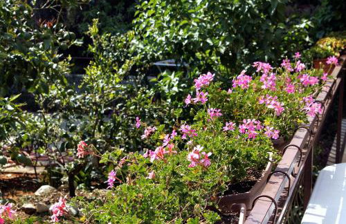 Apartments by the sea Brgulje, Molat - 6241 - Foto 10