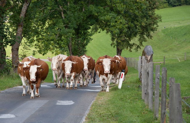 Bio Bauernhof Hotel Matlschweiger - Foto 51