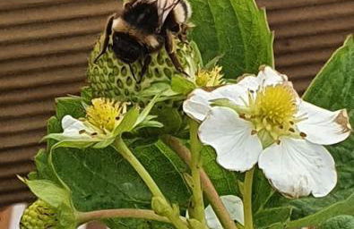 T2 cosy à la plage, terrasse vue sur mer et parking privatif - Photo 12