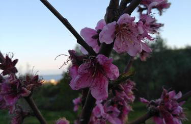 Martha's Villa - Foto 14