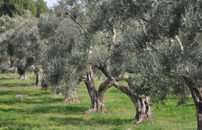 Bio Agriturismo Valle dei Calanchi - Foto 50