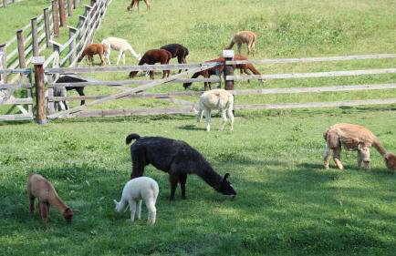 Alte Wirtschaft - Foto 9