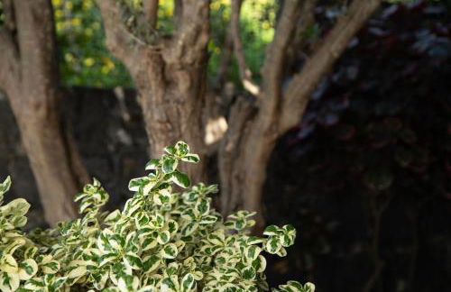 Villa Eden Sky in Prazeres - Foto 32