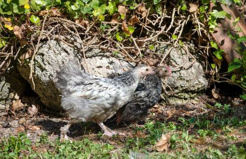 Cottoni Natural Space - Foto 24