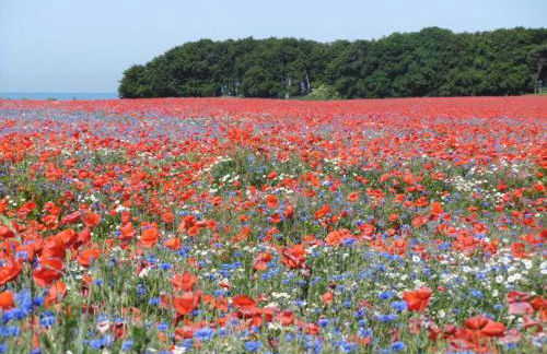Idyllisch gelegene Ferienunterkuen - Foto 10