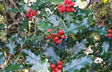 Les roulottes Vesta - Foto 12