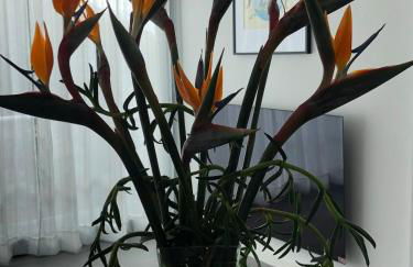 Tabua Lodge - Foto 19