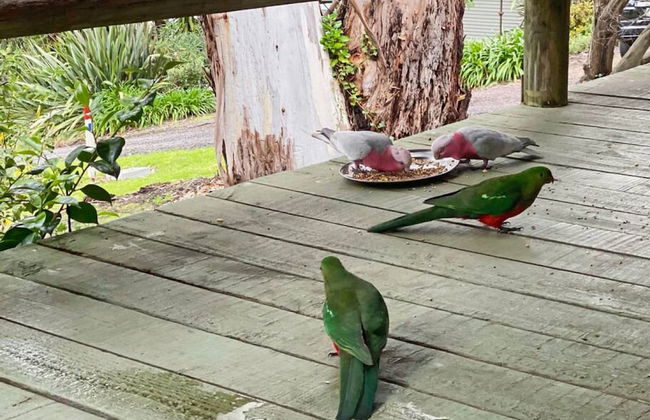 Groovy Log House Lorne Ocean View Log House Pet Friendly Freshly Renovated - Photo 27