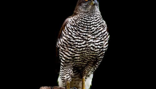 Ferienhaus Ellie mit Bootscharter auf der Müritz - Foto 5