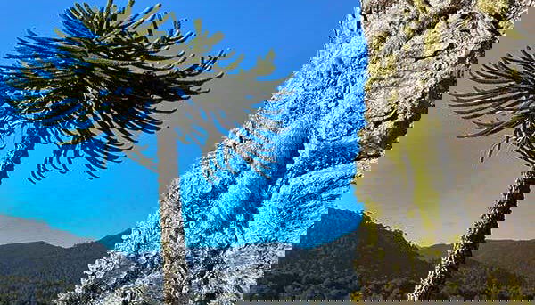 Osserveremo la flora andina