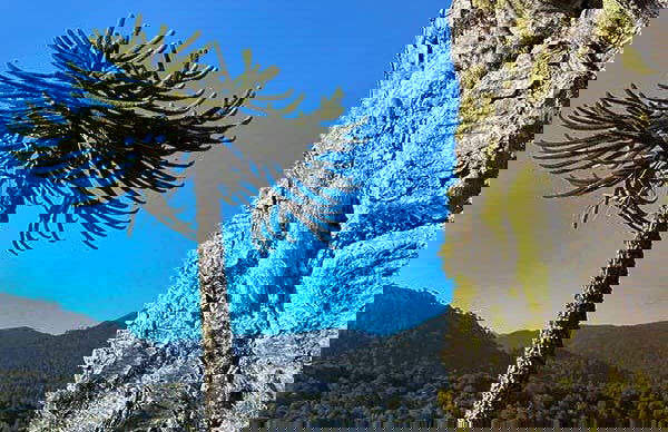 Trekking de ascenso al volcán Lonquimay - Foto 3