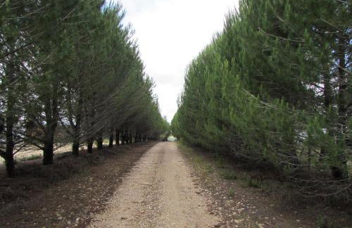 Monte da Tojeirinha - Foto 27