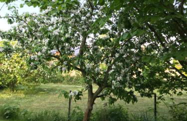 Ferienwohnung Sonnentraum - Foto 34