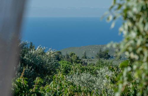 Sempreviva - Foto 58