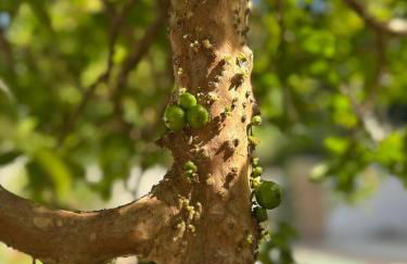 Casa Região Oceânica Niterói - Photo 7