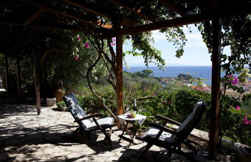 Bougainvillea - Foto 1