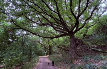 Hof zur Nette -Stilvoller Rückzugsort im Herzen des Maifelds - Foto 12