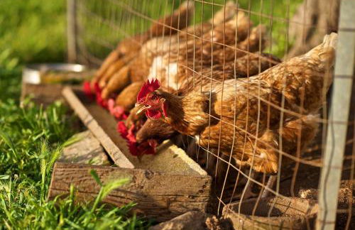 Masseria Ciavea - Foto 64