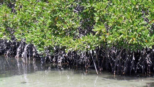 Mangroves and Beaches Tour - Photo 5