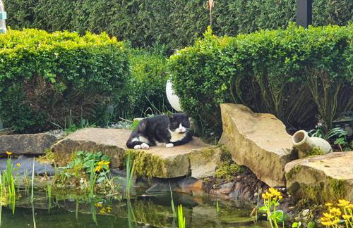 Ferienwohnung Schwalbennest - Foto 62