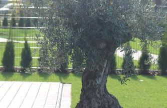 Schönes Ferienhaus mit Sauna am Harkebrügger See in der Nähe von Oldenburg - Foto 18