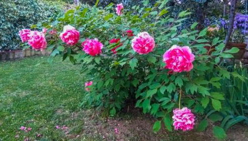 VILLA IL TRUFOLO - Foto 4