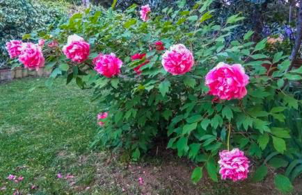 VILLA IL TRUFOLO - Foto 4