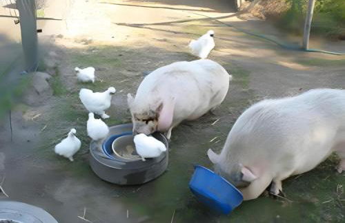 Ferienhof Friccius - Foto 39