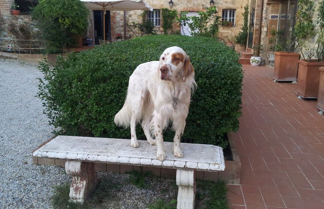 Podere San Quirico - Foto 26