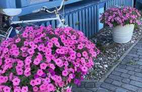 Niebieski Domek - Foto 76