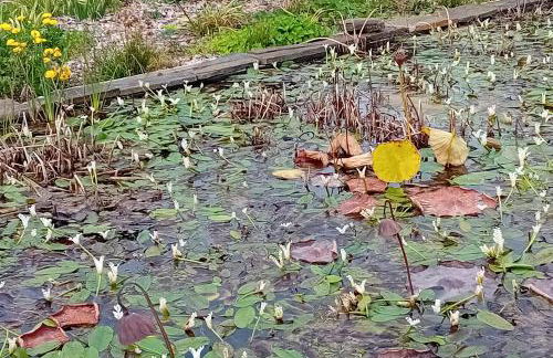 Charming Garden Retreat in Pedrogao Grande - Foto 43