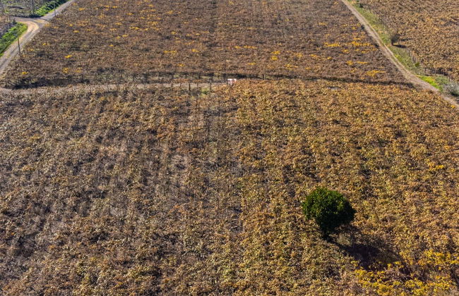 Escursione ai vigneti di Flores da Cunha - Foto 1