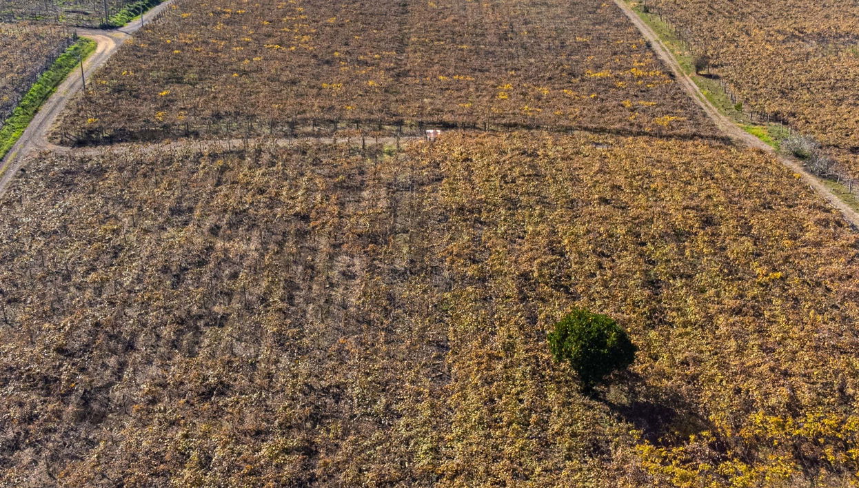 Escursione ai vigneti di Flores da Cunha