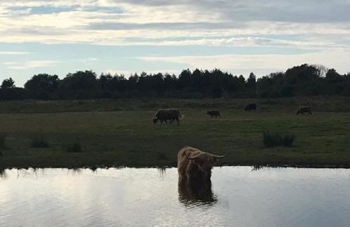 Les volets verts - Foto 20