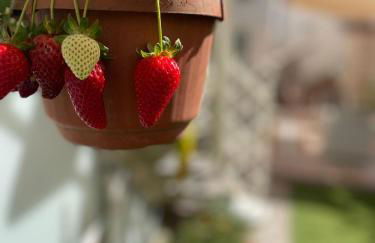 Pompei Duplex Apartment Deluxe - Photo 77