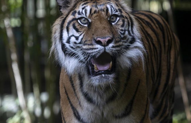 Atlanta CityPASS® - Access to 5 Attractions - Photo 2