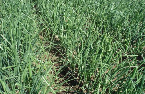 Appartamento del conte - Foto 25