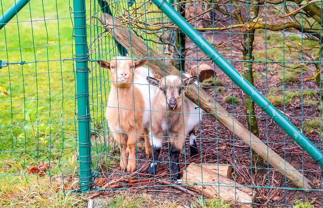 Villa in Sart Jalhay With Swimming Pool - Foto 30