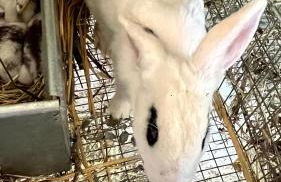 Agriturismo Villa Assunta - Foto 76