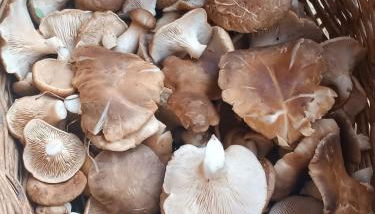 El descanso de las hadas - Foto 5