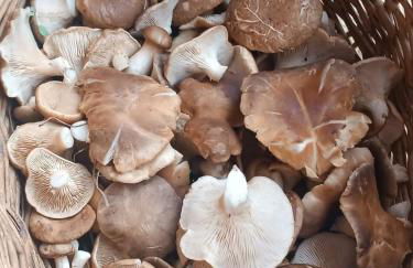 El descanso de las hadas - Foto 5