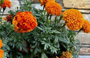 Sweet Home Kerasias - Foto 27