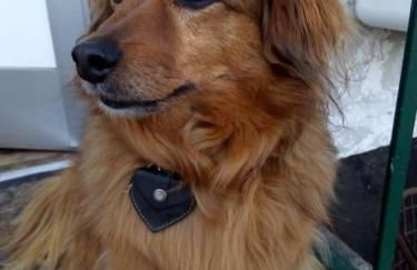 Ferienhaus mit Minibauernhof - Photo 20